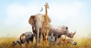 7 Incredible Animal Adaptations